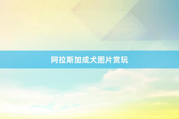 阿拉斯加成犬图片赏玩